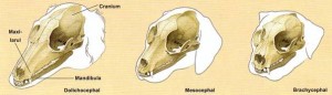 tip_cranii.jpg