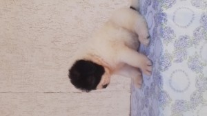Femela unică din cuib