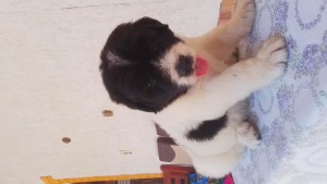 Mascul 6