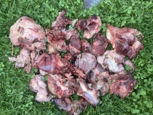 IMG_5934.jpeg