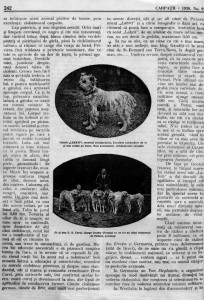 Revista Carpații, numărul 9, 15 Septembrie 1936, chinologul Mihai Moșandrei pg 242