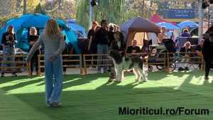 Felicitări MAXIMILIAN FEHER pt. debutul tău chinologic !