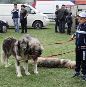 expo pastorala Rucar4.jpg
