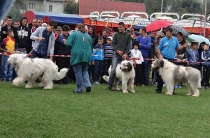 expo pastorala Rucar11.jpg