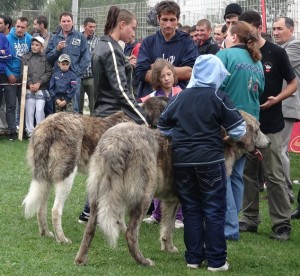 expo pastorala Rucar23.jpg