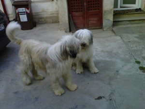 IMG00047-20120918-1828.jpg
