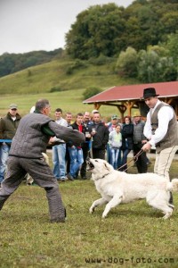 Hungarian Kuvasz.jpg