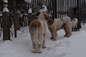 In comparatie cu Rena care are 73cm la greaban, pot spune ca si Balkan se apropie de 70cm.