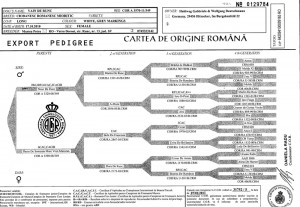 pedigree vain de runc displazie (1).jpg