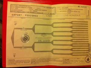 pedigree andrea spagnoli (1).jpg