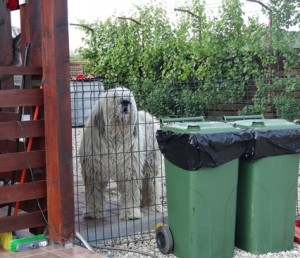 poze facute astazi. Pt inaltime puteti compara cu containarul de gunoi.