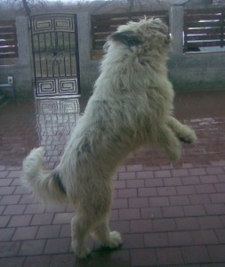 Din cate stiu eu, un SRO este mai inbracat pe picioare. Uitatil pe acesta toamna trecuta