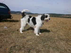 canisa de gotca caine fara par 7.jpg