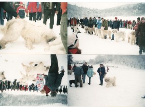azuga Crai-Alex de Romania 002.jpg