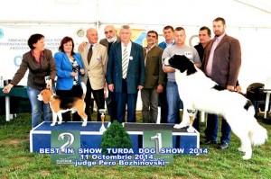 Best In Show