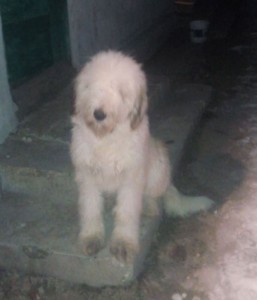 CORA1.jpg