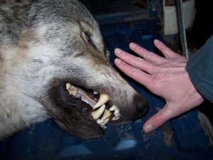 Jakes_Huge_Wolf_He_Shot_11-24-2009_.jpg