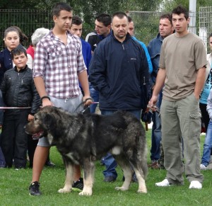 expo pastorala Rucar13.jpg
