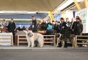 Expo Napoca C.A.C