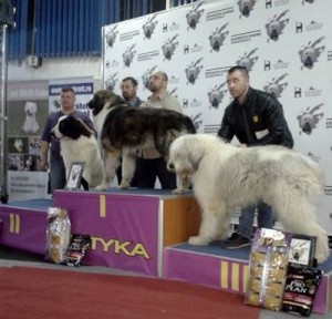 Napoca Dog Show 2015- C.A.C.I.B