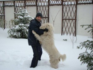 0-216100-dannegru_f2e6c4bf0a.jpg (91.56 KiB) Viewed 7027 times Mioriticul alb a lui Dan Negru