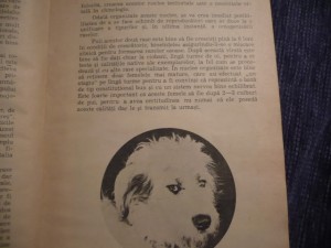 Cainii Nostri